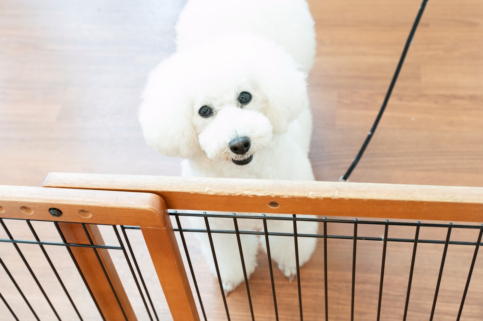 お預かり中の犬