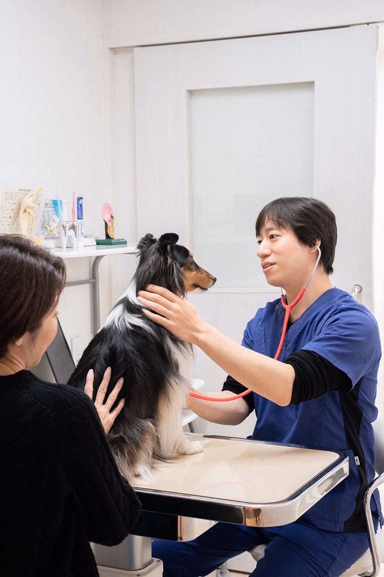 獣医師による犬の診察